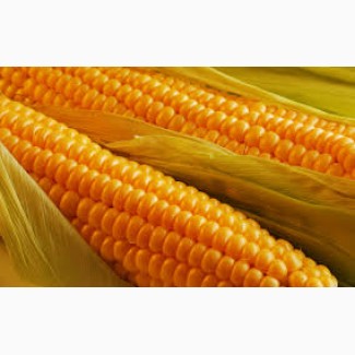 Семена кукурузы ДС 0479 Б