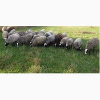 Продам стадо баранів та овець суффолків та романівської породи
