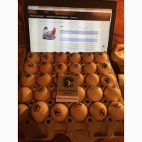 Яйцо инкубационное, купить яйцо инкубационное мясо-яичных кур