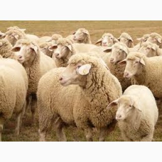 Куплю овец баранов ягнят на мясо