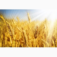 Велика компанія закуповує пшеницю