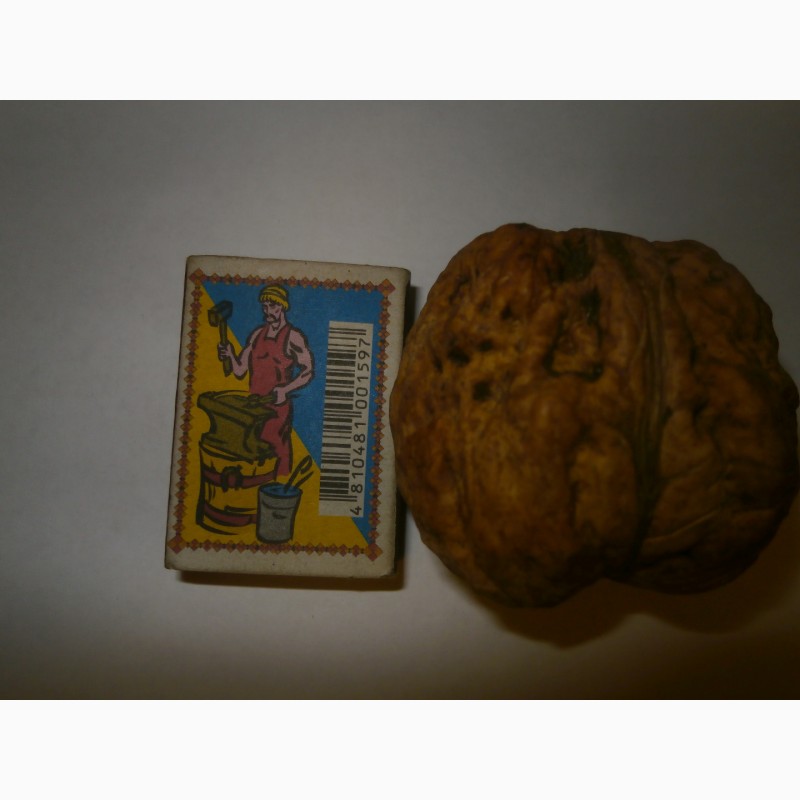 Фото 2. Продам сіянець грецького горіха Великан