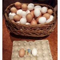 Продам яйцо домашнее