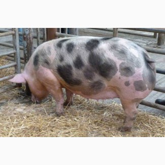 Продам Свиньи домашняя ферма