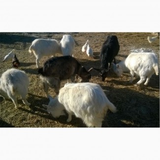 Продам коз.Полтавская область
