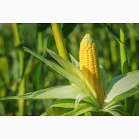 Насіння кукурудзи Жетон 265 МВ, ФАО 260