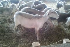 Фото 2. Продам племенных овец французкой молочной породы ЛАКОН (lacaune)