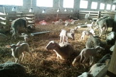 Фото 4. Продам племенных овец французкой молочной породы ЛАКОН (lacaune)