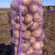 Фото 2. Продам товарну картоплю від виробника сорту Арізона