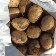 Фото 5. Продам товарну картоплю від виробника сорту Арізона