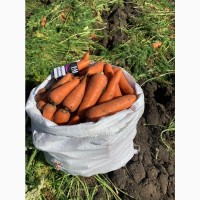 Морковь «Абака» цена Договорная