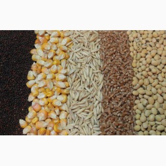 Закупаем зерновых и масляничные в любых обьемах