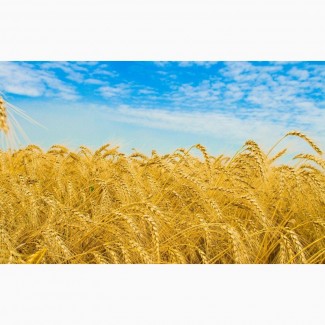 Предлагаем Канадская пшеница Альма, мягкая остистая, высев 120-140 кг/га