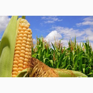 Гибриды засухаустойчивой кукурузы ФАО-270, 300 - (под раундап)