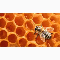 Куплю терміново бджіл або бджолопакети або вулик з бджолами
