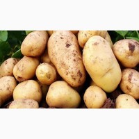 Оптовий продаж картоплі, Житомирська область