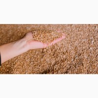 Продам фуражну пшеницю 1000 тонн