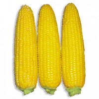 Купим оптом кукурузу(3-й класс)