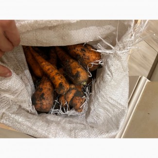 Морковь опт сорт Абако
