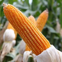 Продам кукурудзу, 400 тонн, Київська область