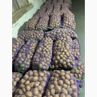 Продам якісну посівну картоплю сорту Коломбо (HZPC)