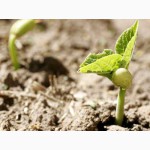 Господарство реалізує насіння квасолі на посівну 2016 року