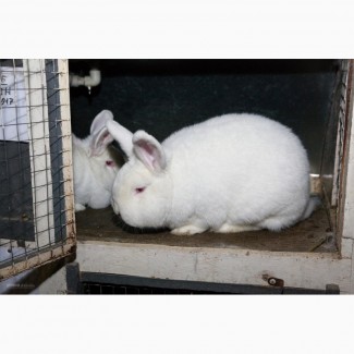 Продаю кроликов породы Новозеландская Белая