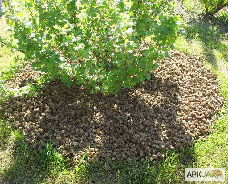 Фото 3. Мульча органическая для защиты почв