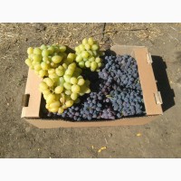 Продам виноград столовый