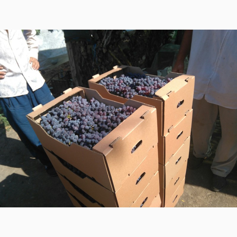 Фото 2. Продам виноград столовый
