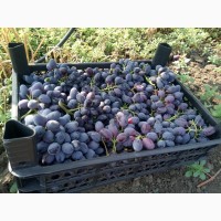 Продам виноград столовый