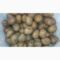 Продам картошку крупную и среднюю