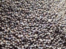 Фото 2. Семена (косточки) антипка маголебка Вишня маголебская