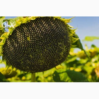 Кардинал - насіння соняшнику від виробника
