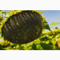Кардинал - насіння соняшнику від виробника