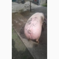 Продам беконных свиней 1 категории