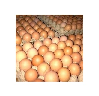 Фото 4. Яйцо куриное столовое 1 категория (вес 56-65 г) белое или коричневые
