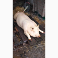 Продаю полутуши свиней- породы Макстер304 Дюрок, Пьетрен, цена - 95грн/кг