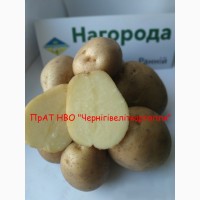 Ранній сорт картоплі продаж сертифікованого насіннєвого матеріалу картоплі