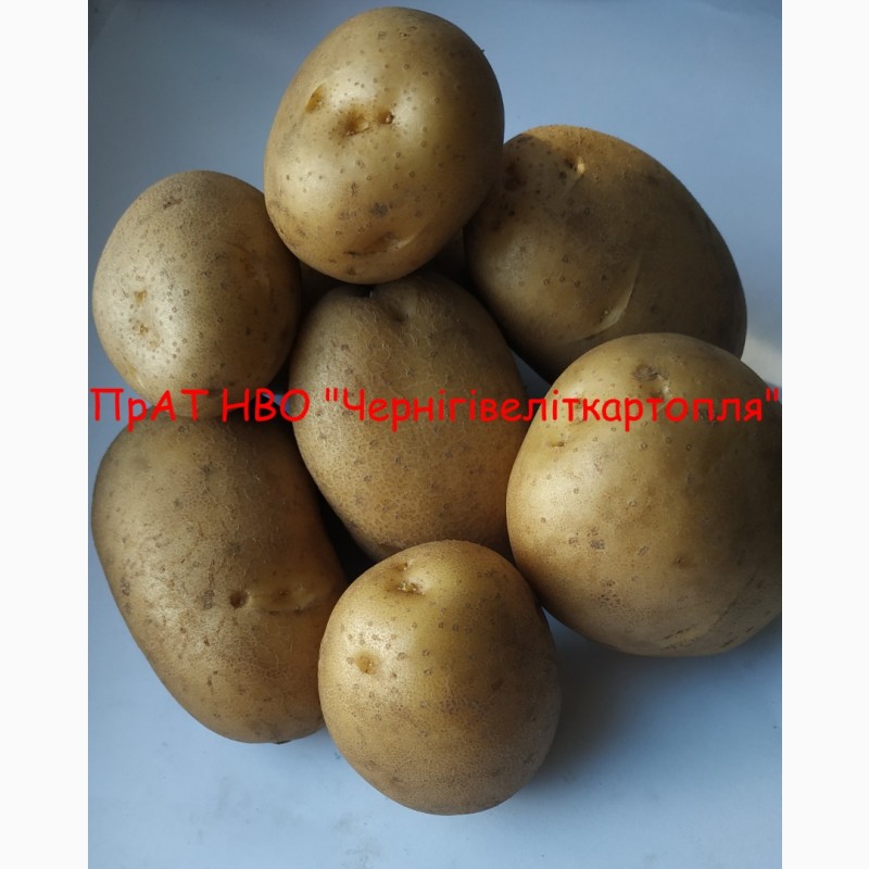Фото 2. Ранній сорт картоплі продаж сертифікованого насіннєвого матеріалу картоплі