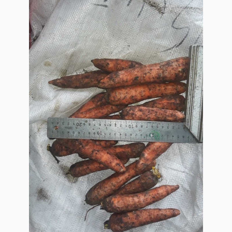 Фото 2. Распродажа, Морковь, Производитель, в связи с закрытием хранилища