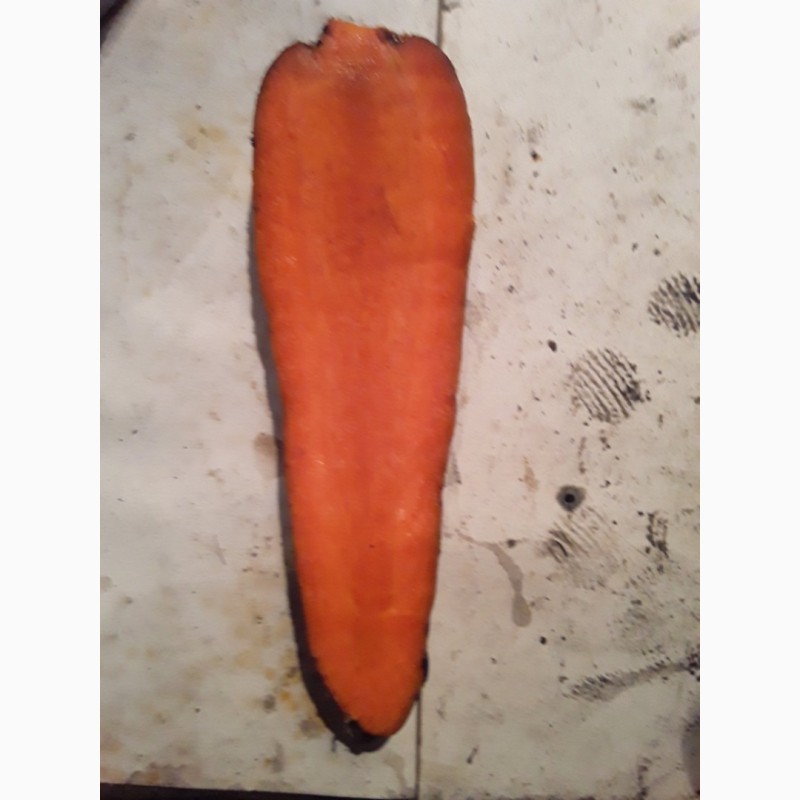 Фото 3. Распродажа, Морковь, Производитель, в связи с закрытием хранилища