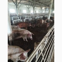 Реализуем свиней живым весом 1, 2 категория