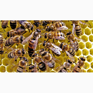 Продам бджоломатки Карпатської породи НЕПЛІДНІ, Закарпатська обл