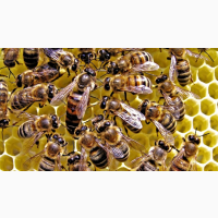 Продам бджоломатки Карпатської породи НЕПЛІДНІ, Закарпатська обл