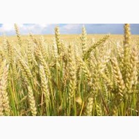 Фелікс пшениця озима