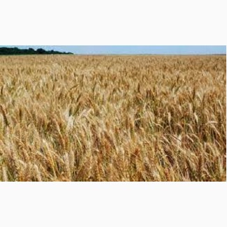 Семена озимой пшеницы ФАВОРИТКА