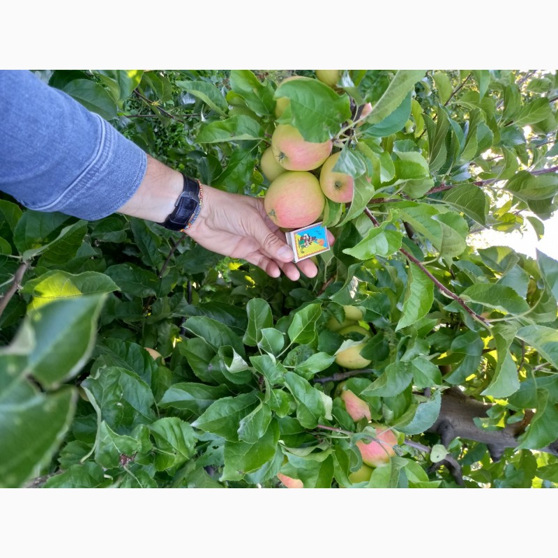 Фото 2. Продам яблука з саду