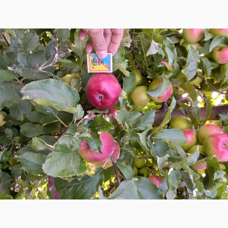 Фото 4. Продам яблука з саду