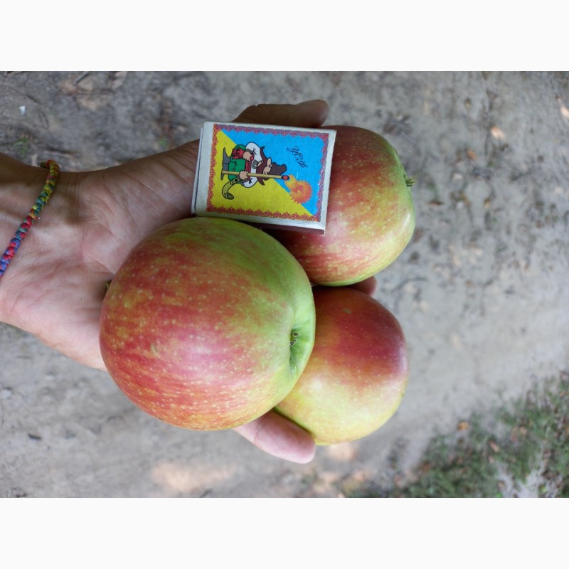 Фото 6. Продам яблука з саду